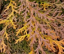 Микробиота перекрестнопарная Голдспот (Microbiota decussata 'Goldspot')