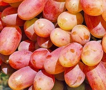 Виноград плодовый Преображение (Vitis 'Preobrazhenie')