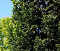 Пихта белая Пирамидалис (Abies alba 'Pyramidalis')