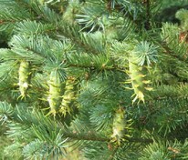 Псевдотсуга Мензиса (Pseudotsuga menziesii)