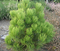 Сосна Гельдрейха (белокорая) Нана (Pinus heldreichii 'Nana')