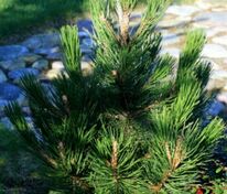 Сосна Гельдрейха Литл Дракула (Pinus heldreichii 'Little Dracula')