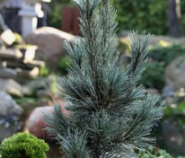 Сосна гибкая Вандервульвс Пирамид (Pinus flexilis 'Vanderwolf's Pyramid')