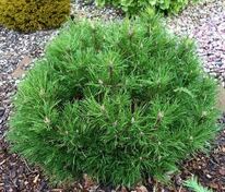 Сосна горная Грюне Кугель (Pinus mugo 'Grune Kugel')