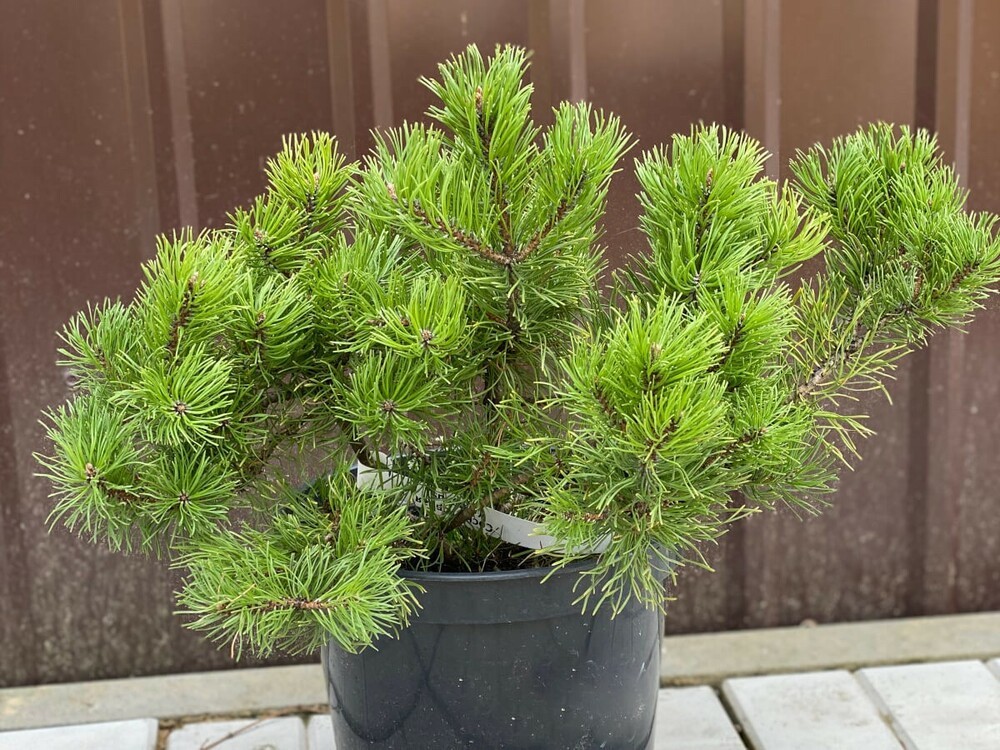 Сосна горная Хайнис Триумф (Pinus mugo 'Heinis Triumph')