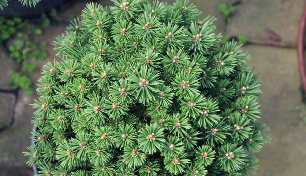 Сосна горная Хайнис Триумф (Pinus mugo 'Heinis Triumph')