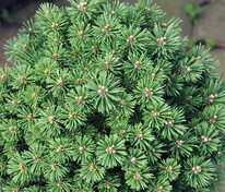 Сосна горная Хайнис Триумф (Pinus mugo 'Heinis Triumph')