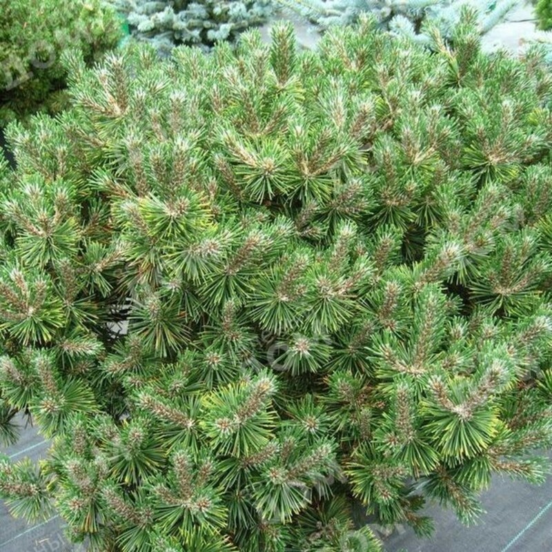 Сосна горная Хесси (Pinus mugo 'Hesse')