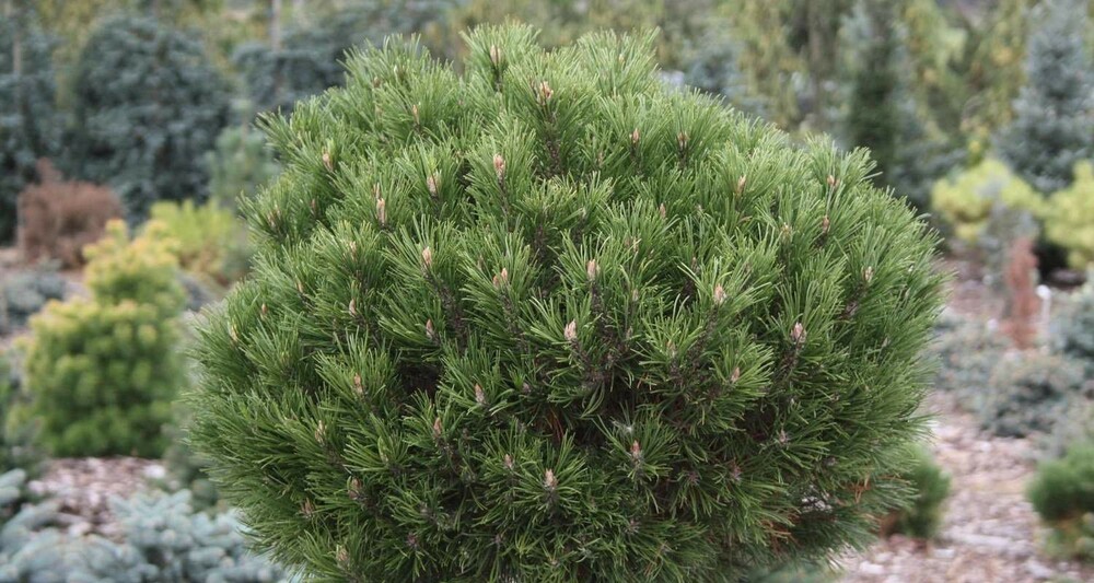 Сосна горная Хесси (Pinus mugo 'Hesse')