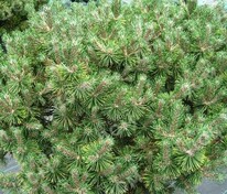 Сосна горная Хесси (Pinus mugo 'Hesse')