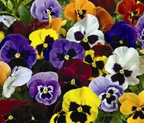 Виола Виттрока (Viola x wittrockiana) в ассортименте