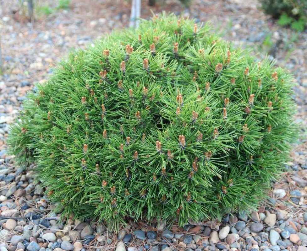 Сосна горная Кобольд (Pinus mugo 'Kobold')