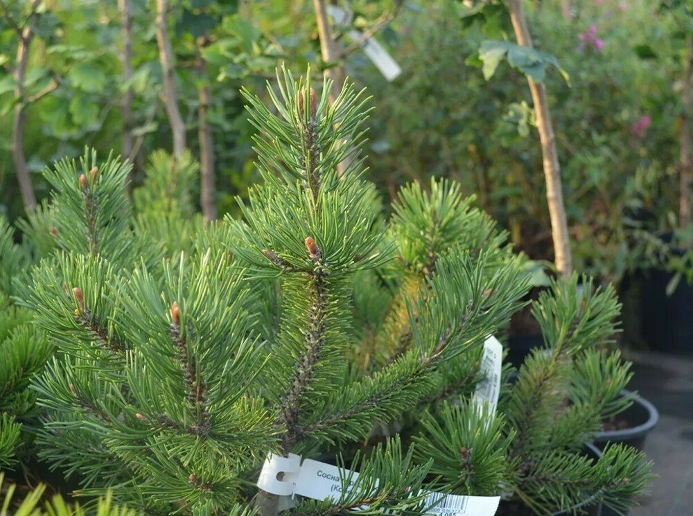 Сосна горная Кобольд (Pinus mugo 'Kobold')