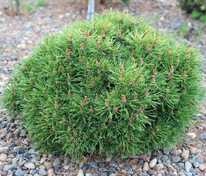 Сосна горная Кобольд (Pinus mugo 'Kobold')
