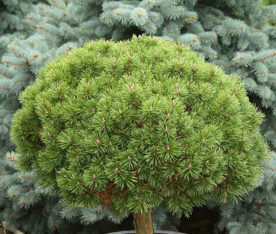 Сосна горная Литомисл (Pinus mugo 'Litomysl')