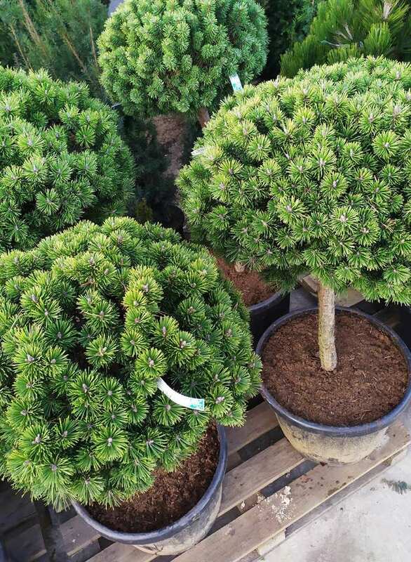 Сосна горная Литомисл (Pinus mugo 'Litomysl')