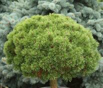 Сосна горная Литомисл (Pinus mugo 'Litomysl')