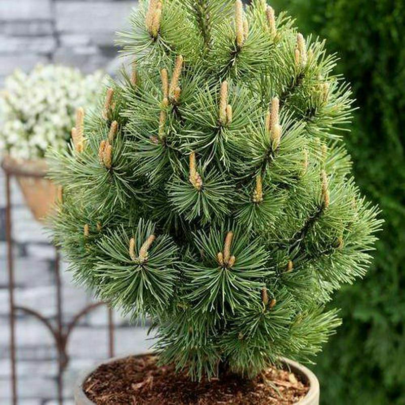 Сосна горная Мумпиц (Pinus mugo 'Mumpitz')