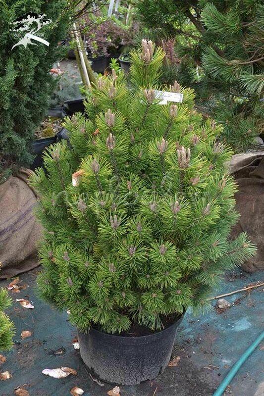 Сосна горная Мумпиц (Pinus mugo 'Mumpitz')