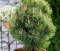 Сосна горная Мумпиц (Pinus mugo 'Mumpitz')
