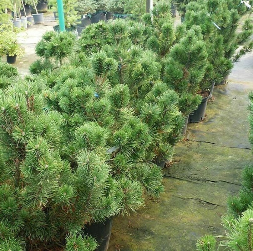 Сосна горная Пал Малетер (Pinus mugo 'Pal Maleter')
