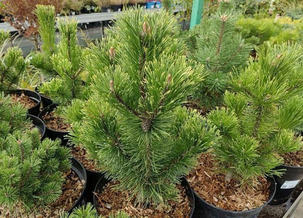 Сосна горная Пал Малетер (Pinus mugo 'Pal Maleter')