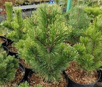 Сосна горная Пал Малетер (Pinus mugo 'Pal Maleter')