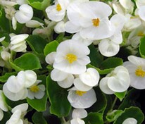 Бегония Сенатор Ай Кью Вайт (Begonia 'Senator iQ White')
