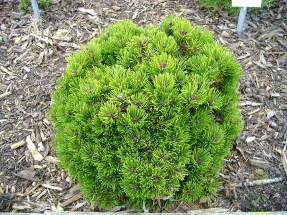 Сосна горная Пикобелло (Pinus mugo 'Picobello')