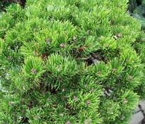 Сосна горная Пикобелло (Pinus mugo 'Picobello')