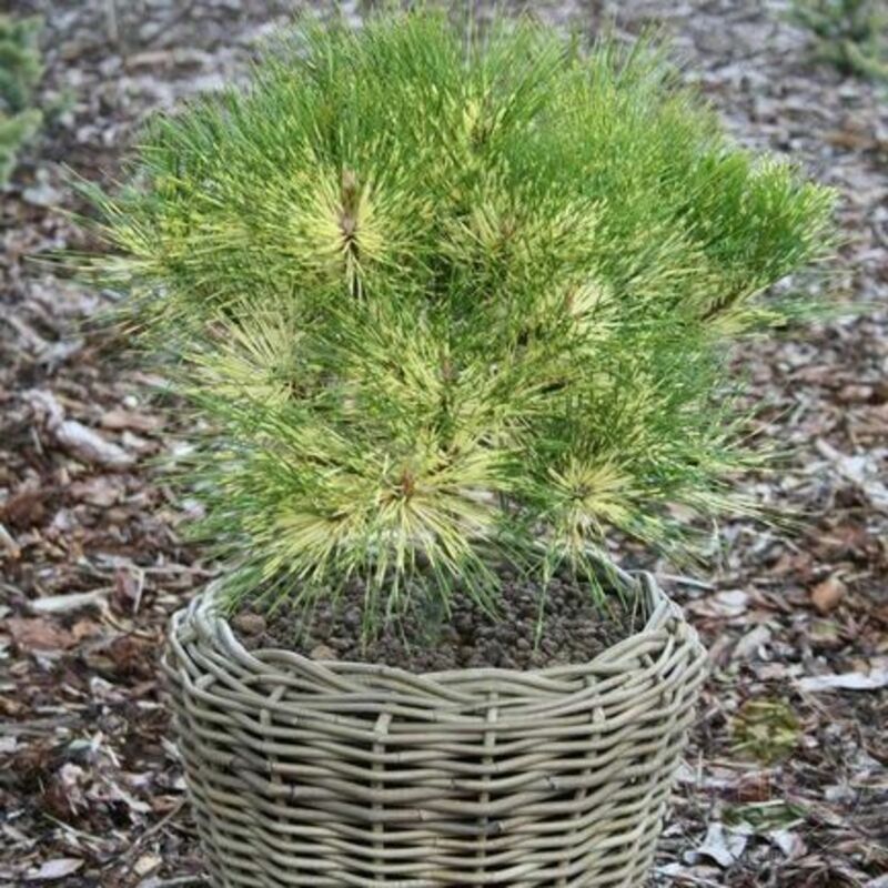 Сосна густоцветковая Рейнбоу (Pinus densiflora 'Rainbow')