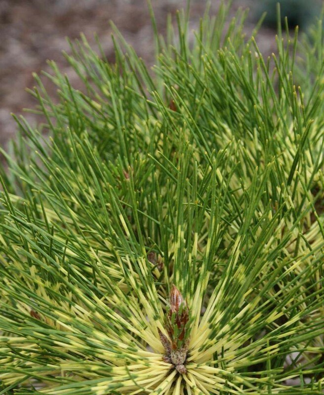 Сосна густоцветковая Рейнбоу (Pinus densiflora 'Rainbow')