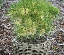 Сосна густоцветковая Рейнбоу (Pinus densiflora 'Rainbow')