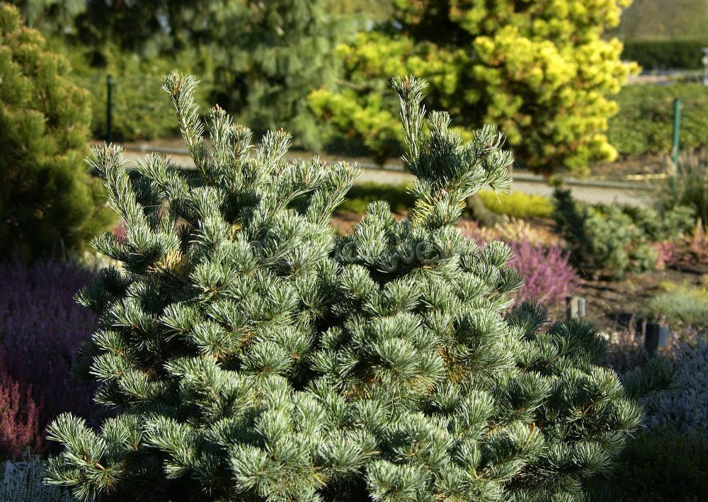 Сосна мелкоцветковая Негиши (Pinus parviflora 'Negishi')