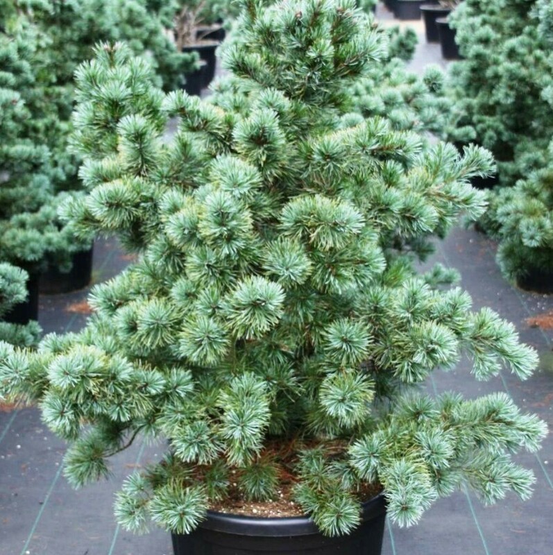 Сосна мелкоцветковая Негиши (Pinus parviflora 'Negishi')