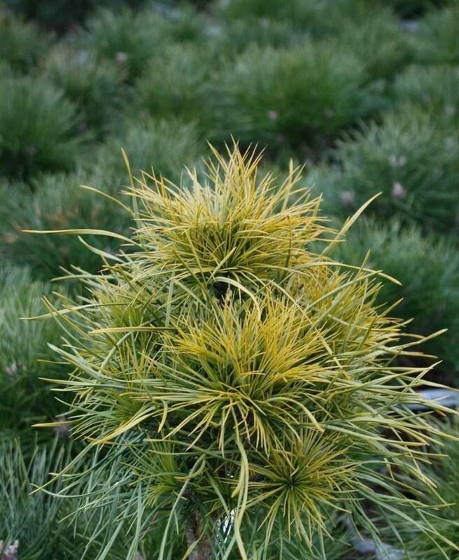 Сосна обыкновенная Ксавери (Pinus sylvestris 'Xawery')