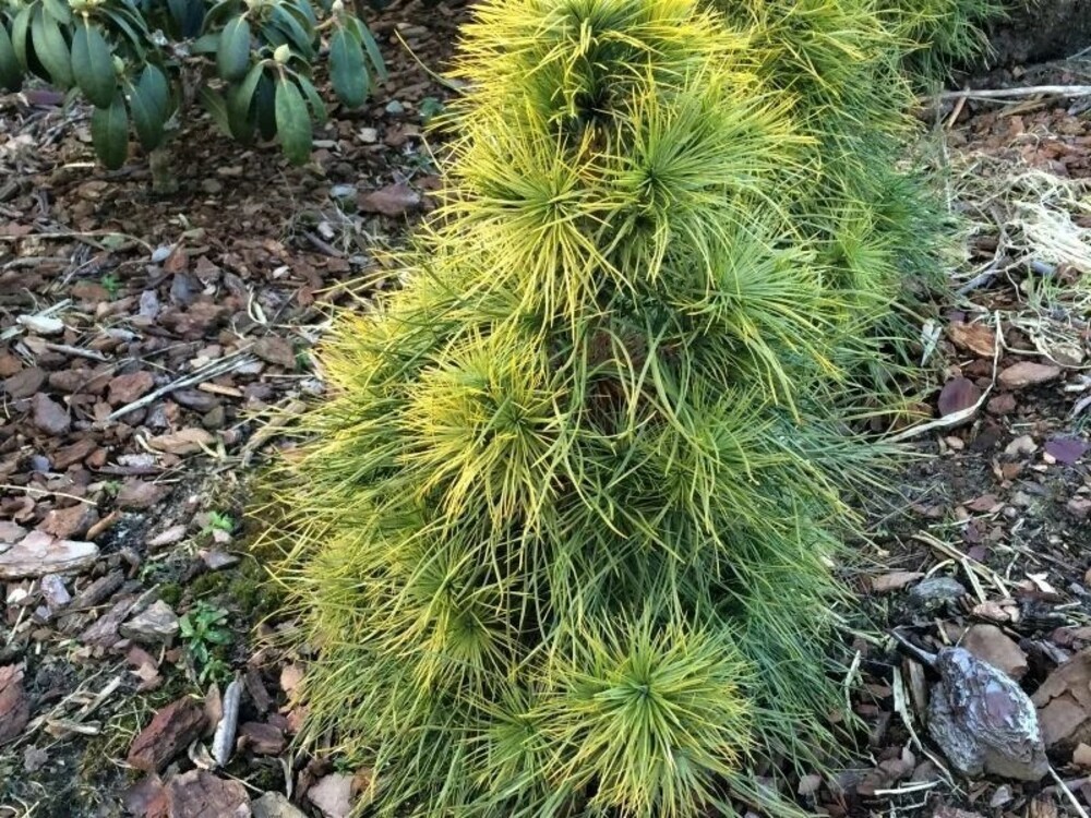 Сосна обыкновенная Ксавери (Pinus sylvestris 'Xawery')