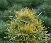 Сосна обыкновенная Ксавери (Pinus sylvestris 'Xawery')