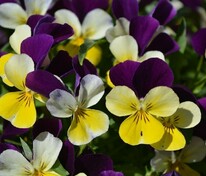 Виола рогатая (Viola cornuta) в ассортименте