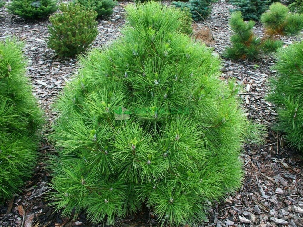 Сосна чёрная Нана (Pinus nigra 'Nana')