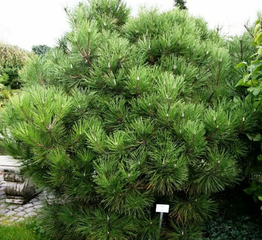 Сосна чёрная Нана (Pinus nigra 'Nana')
