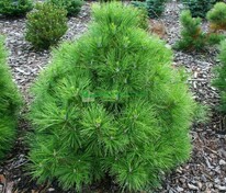 Сосна чёрная Нана (Pinus nigra 'Nana')