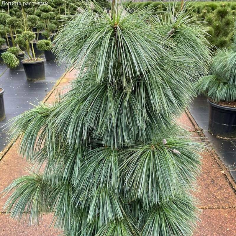 Сосна Шверина Витхорст (Pinus x schwerinii 'Wiethorst')
