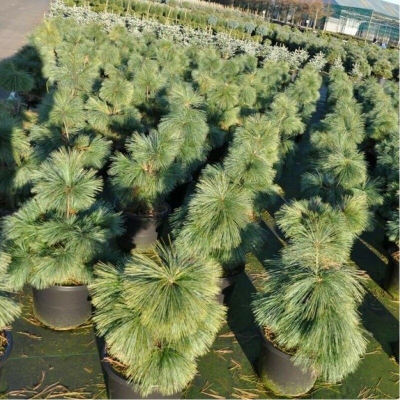 Сосна Шверина Витхорст (Pinus x schwerinii 'Wiethorst')