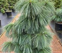 Сосна Шверина Витхорст (Pinus x schwerinii 'Wiethorst')