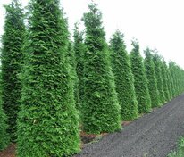 Туя складчатая Мартин (Thuja plicata 'Martin')