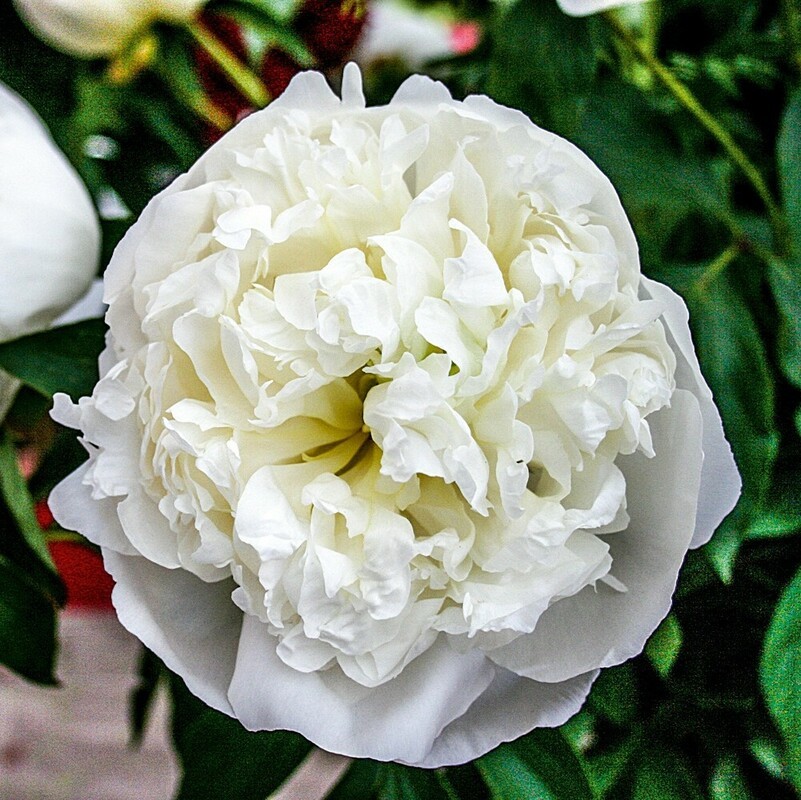 Пион молочноцветковый Дюшес де Немур (Paeonia lactiflora 'Duchesse de Nemours')