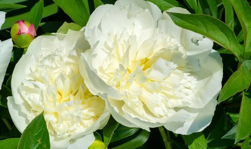 Пион молочноцветковый Дюшес де Немур (Paeonia lactiflora 'Duchesse de Nemours')