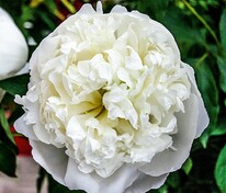 Пион молочноцветковый Дюшес де Немур (Paeonia lactiflora 'Duchesse de Nemours')