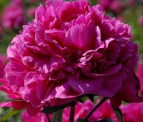 Пион молочноцветковый Феликс Крусс (Paeonia lactiflora 'Felix Crousse')